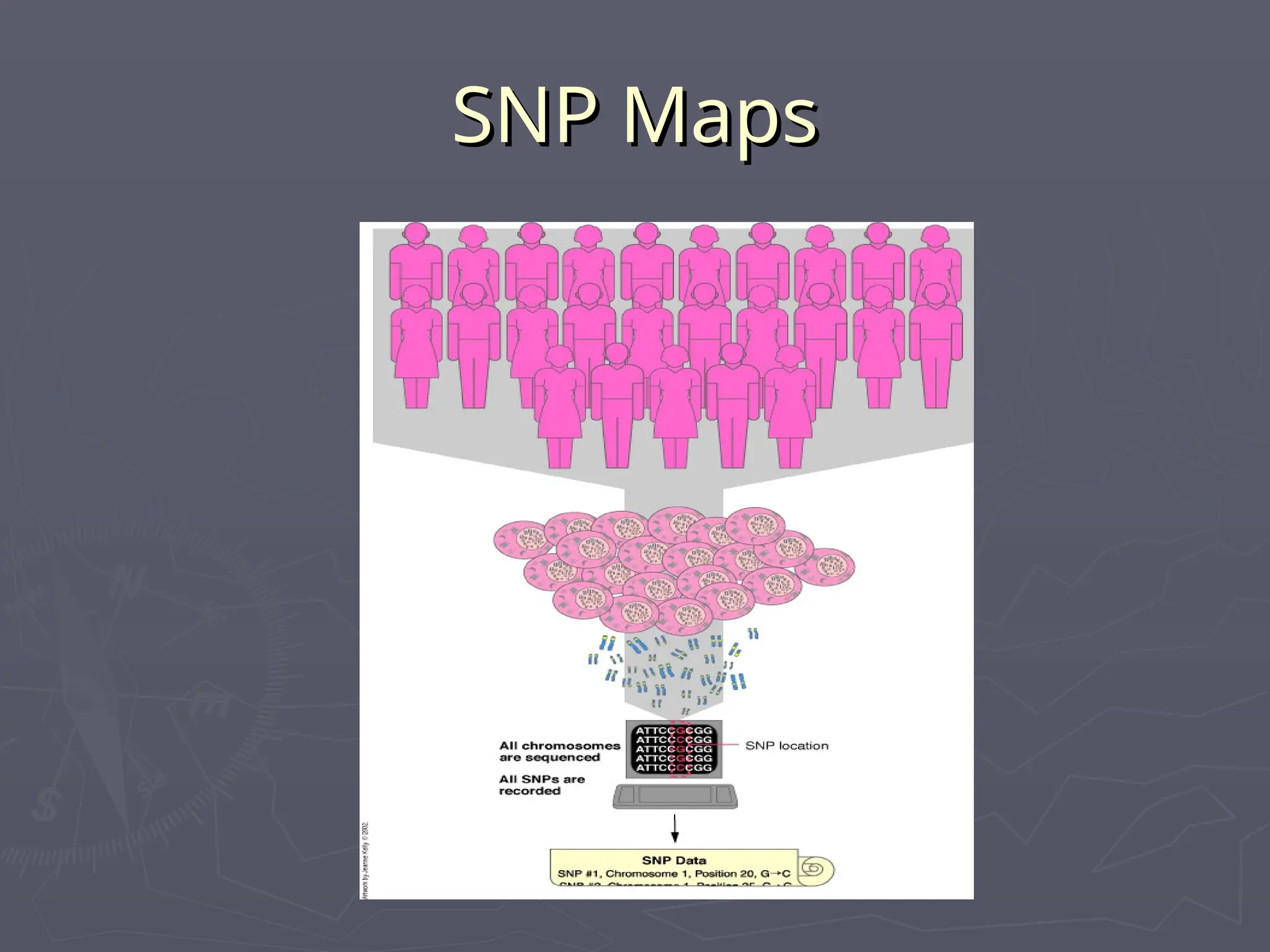 SNP Maps
SNP Maps
 