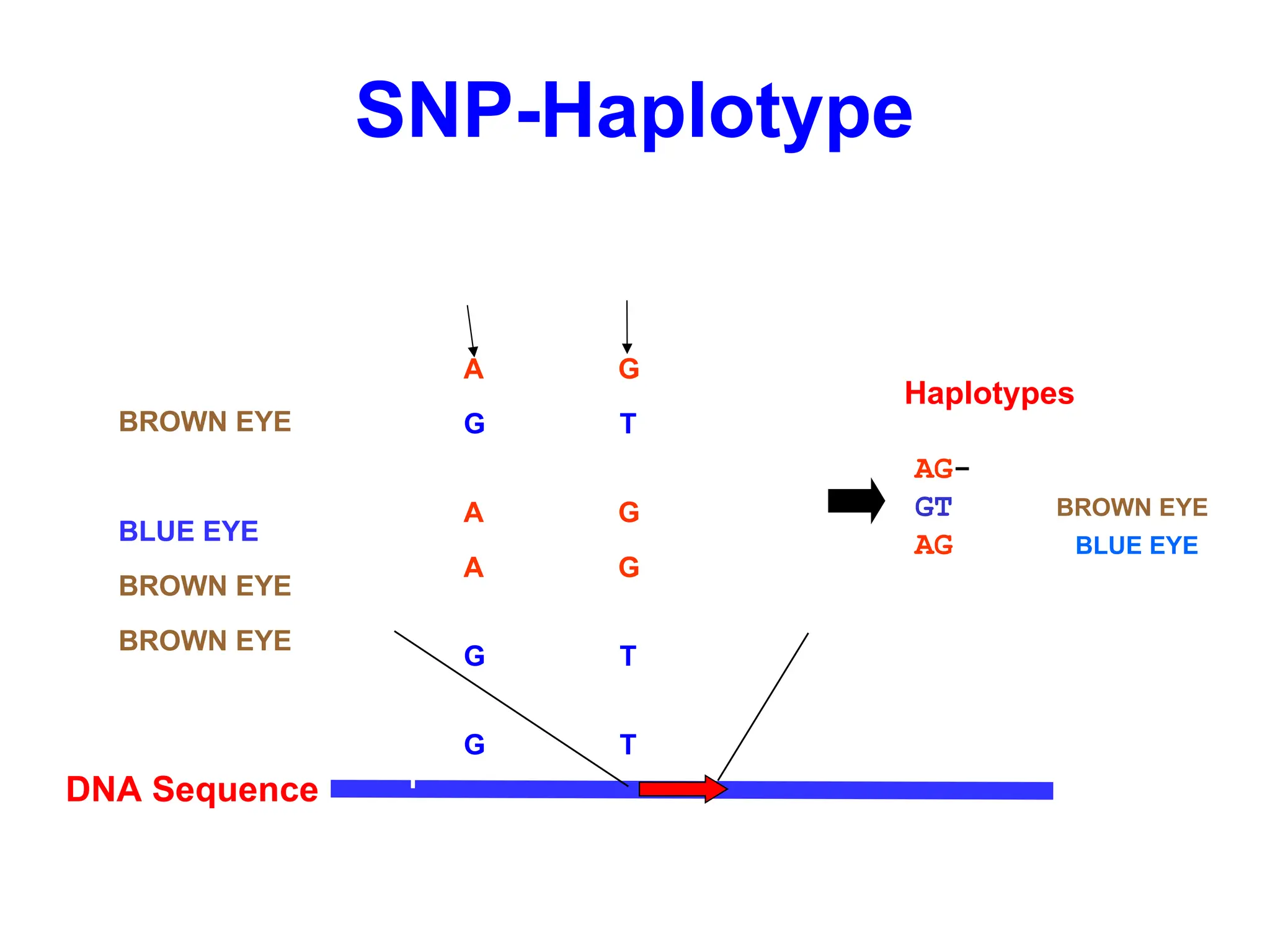 SNP-Haplotype
DNA Sequence
GATATTCGTACGGA-T
GATGTTCGTACTGAA
T
GATATTCGTACGGA-T
GATATTCGTACGGAA
T
GATGTTCGTACTGAA
T
GATGTTCGTACTGAA
T
SNP
SNP
1
2
3
4
5
6
AG- 2/6(BLACK EYE)
GTA 3/6(BROWN EYE)
AGA 1/6 (BLUE EYE)
Haplotypes
Phenotype
BLACK EYE
BROWN EYE
BLACK EYE
BLUE EYE
BROWN EYE
BROWN EYE
 