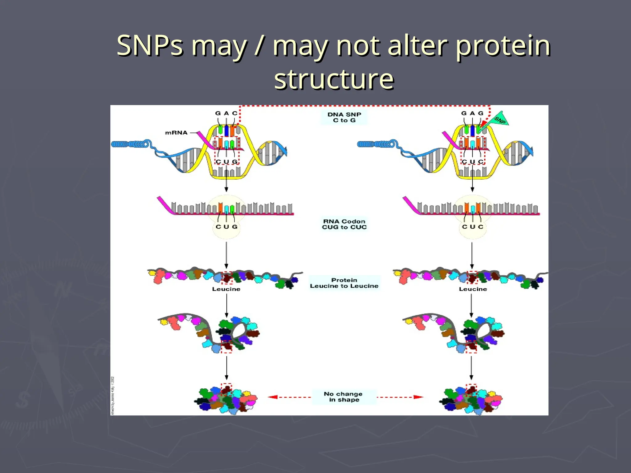 SNPs may / may not alter protein
SNPs may / may not alter protein
structure
structure
 