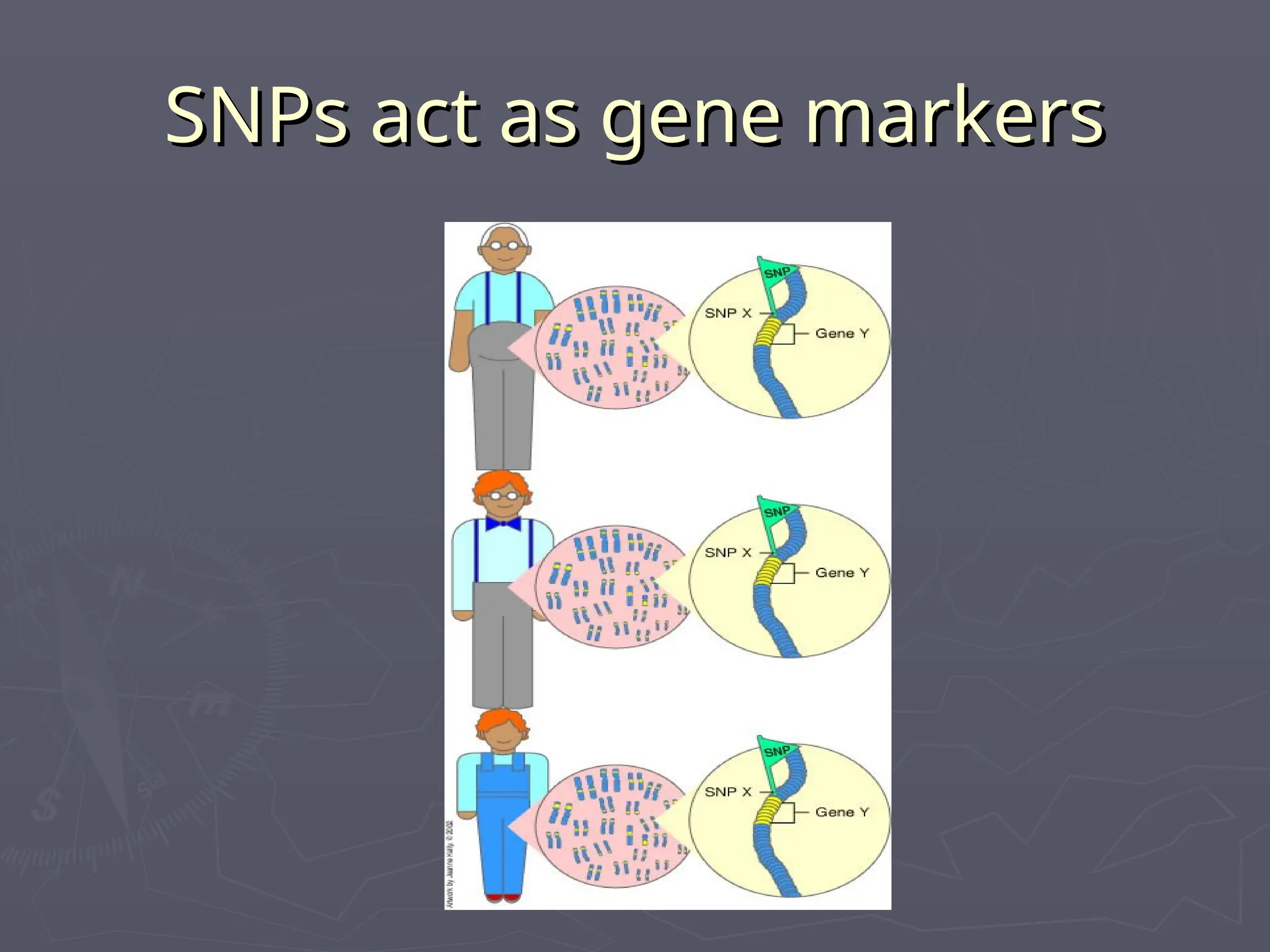 SNPs act as gene markers
SNPs act as gene markers
 