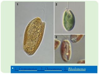 Cryptomonads Lecture 6 B Algae Classification and economic importance | PPTX
