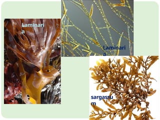 Lecture 6 B Algae Classification and economic importance | PPTX