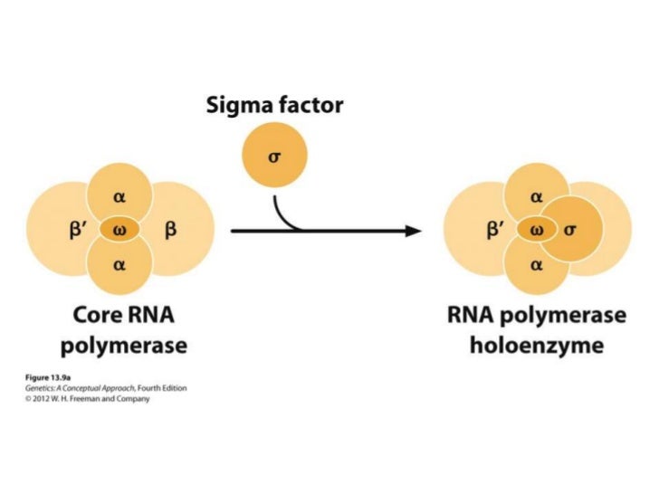 Image result for rna polymerase in prokaryotes