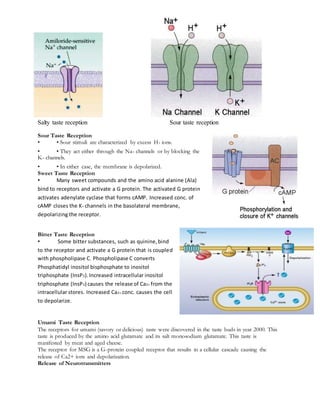 Salty taste reception Sour taste reception
Sour Taste Reception
• • Sour stimuli are characterized by excess H+ ions.
• • They act either through the Na+ channels or by blocking the
K+ channels.
• • In either case, the membrane is depolarized.
Sweet Taste Reception
• Many sweet compounds and the amino acid alanine (Ala)
bind to receptors and activate a G protein. The activated G protein
activates adenylate cyclase that forms cAMP. Increased conc. of
cAMP closes the K+ channels in the basolateral membrane,
depolarizing the receptor.
Bitter Taste Reception
• Some bitter substances, such as quinine,bind
to the receptor and activate a G protein that is coupled
with phospholipase C. Phospholipase C converts
Phosphatidyl inositol bisphosphate to inositol
triphosphate (InsP3).Increased intracellular inositol
triphosphate (InsP3) causes the release of Ca2+ from the
intracellular stores. Increased Ca2+ conc. causes the cell
to depolarize.
Umami Taste Reception
The receptors for umami (savory or delicious) taste were discovered in the taste buds in year 2000. This
taste is produced by the amino acid glutamate and its salt monosodium glutamate. This taste is
manifested by meat and aged cheese.
The receptor for MSG is a G-protein coupled receptor that results in a cellular cascade causing the
release of Ca2+ ions and depolarization.
Release of Neurotransmitters
 