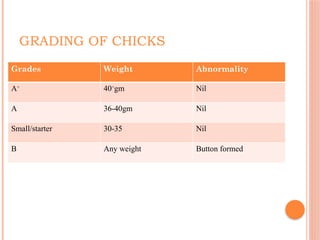 Broiler flock management.pptx in poultry | PPTX