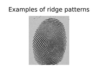 Examples of ridge patterns
 
