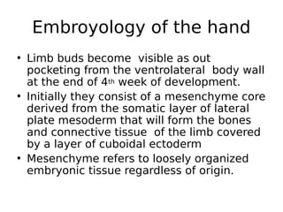 • Limb buds become visible as out
pocketing from the ventrolateral body wall
at the end of 4th week of development.
• Initially they consist of a mesenchyme core
derived from the somatic layer of lateral
plate mesoderm that will form the bones
and connective tissue of the limb covered
by a layer of cuboidal ectoderm
• Mesenchyme refers to loosely organized
embryonic tissue regardless of origin.
Embroyology of the hand
 