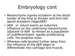 • Mesenchyme signals ectoderm at the distal
border of the limp to thicken and form the
apical ectoderm ridge(AER)
• AER in return exerts an inductive
influence on the underlying mesenchyme
adjacent to AER to remain as a population
of undifferentiated rapidly proliferating
cells the progress zone.
• Whereas cells located further away from
the influence of the AER begin to
differentiate into cartilage and muscle.
Embryology cont
 