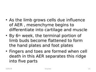 • As the limb grows cells due influence
of AER , mesenchyme begins to
differentiate into cartilage and muscle
• By 6th week, the terminal portion of
limb buds become flattened to form
the hand plates and foot plates
• Fingers and toes are formed when cell
death in this AER separates this ridge
into five parts
10/9/18 15
kiryowa
 