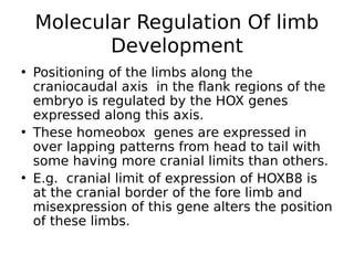 • Positioning of the limbs along the
craniocaudal axis in the flank regions of the
embryo is regulated by the HOX genes
expressed along this axis.
• These homeobox genes are expressed in
over lapping patterns from head to tail with
some having more cranial limits than others.
• E.g. cranial limit of expression of HOXB8 is
at the cranial border of the fore limb and
misexpression of this gene alters the position
of these limbs.
Molecular Regulation Of limb
Development
 