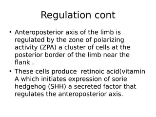 • Anteroposterior axis of the limb is
regulated by the zone of polarizing
activity (ZPA) a cluster of cells at the
posterior border of the limb near the
flank .
• These cells produce retinoic acid(vitamin
A which initiates expression of sorie
hedgehog (SHH) a secreted factor that
regulates the anteroposterior axis.
Regulation cont
 