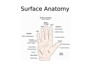 Surface Anatomy
 
