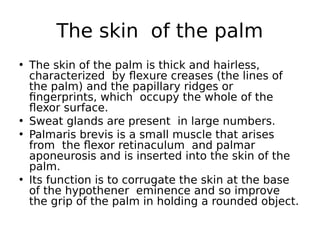 • The skin of the palm is thick and hairless,
characterized by flexure creases (the lines of
the palm) and the papillary ridges or
fingerprints, which occupy the whole of the
flexor surface.
• Sweat glands are present in large numbers.
• Palmaris brevis is a small muscle that arises
from the flexor retinaculum and palmar
aponeurosis and is inserted into the skin of the
palm.
• Its function is to corrugate the skin at the base
of the hypothener eminence and so improve
the grip of the palm in holding a rounded object.
The skin of the palm
 