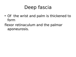 • Of the wrist and palm is thickened to
form
flexor retinaculum and the palmar
aponeurosis.
Deep fascia
 