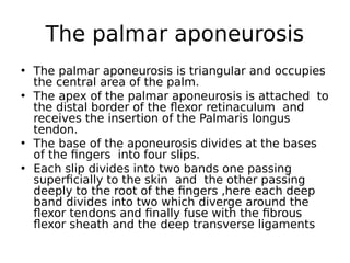• The palmar aponeurosis is triangular and occupies
the central area of the palm.
• The apex of the palmar aponeurosis is attached to
the distal border of the flexor retinaculum and
receives the insertion of the Palmaris longus
tendon.
• The base of the aponeurosis divides at the bases
of the fingers into four slips.
• Each slip divides into two bands one passing
superficially to the skin and the other passing
deeply to the root of the fingers ,here each deep
band divides into two which diverge around the
flexor tendons and finally fuse with the fibrous
flexor sheath and the deep transverse ligaments
The palmar aponeurosis
 