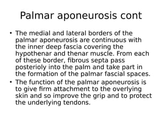 • The medial and lateral borders of the
palmar aponeurosis are continuous with
the inner deep fascia covering the
hypothenar and thenar muscle. From each
of these border, fibrous septa pass
posterioly into the palm and take part in
the formation of the palmar fascial spaces.
• The function of the palmar aponeurosis is
to give firm attachment to the overlying
skin and so improve the grip and to protect
the underlying tendons.
Palmar aponeurosis cont
 