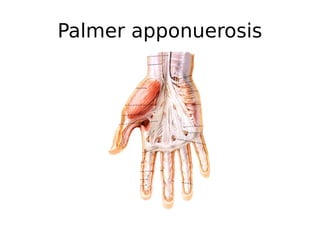 Palmer apponuerosis
 