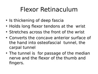 • Is thickening of deep fascia
• Holds long flexor tendons at the wrist
• Stretches across the front of the wrist
• Converts the concave anterior surface of
the hand into osteofascial tunnel, the
carpal tunnel
• The tunnel is for passage of the median
nerve and the flexor of the thumb and
fingers.
Flexor Retinaculum
 