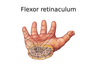 Flexor retinaculum
 