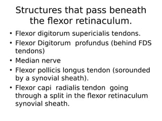 • Flexor digitorum supericialis tendons.
• Flexor Digitorum profundus (behind FDS
tendons)
• Median nerve
• Flexor pollicis longus tendon (sorounded
by a synovial sheath).
• Flexor capi radialis tendon going
through a split in the flexor retinaculum
synovial sheath.
Structures that pass beneath
the flexor retinaculum.
 