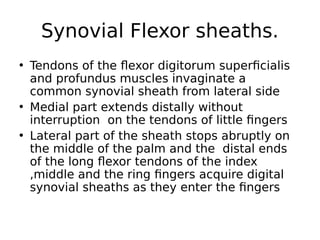 • Tendons of the flexor digitorum superficialis
and profundus muscles invaginate a
common synovial sheath from lateral side
• Medial part extends distally without
interruption on the tendons of little fingers
• Lateral part of the sheath stops abruptly on
the middle of the palm and the distal ends
of the long flexor tendons of the index
,middle and the ring fingers acquire digital
synovial sheaths as they enter the fingers
Synovial Flexor sheaths.
 