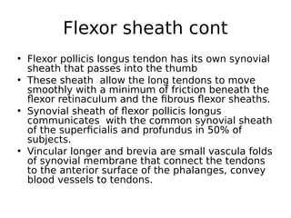 • Flexor pollicis longus tendon has its own synovial
sheath that passes into the thumb
• These sheath allow the long tendons to move
smoothly with a minimum of friction beneath the
flexor retinaculum and the fibrous flexor sheaths.
• Synovial sheath of flexor pollicis longus
communicates with the common synovial sheath
of the superficialis and profundus in 50% of
subjects.
• Vincular longer and brevia are small vascula folds
of synovial membrane that connect the tendons
to the anterior surface of the phalanges, convey
blood vessels to tendons.
Flexor sheath cont
 