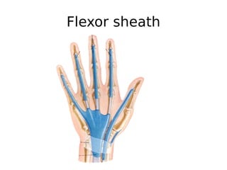 Flexor sheath
 