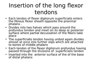 • Each tendon of flexor digitorum superficialis enters
the fibrous flexor sheath opposite the proximal
phalanx .
• Divides into two halves which pass around the
profundus tendon and meet on its deep or posterior
surface where partial decussation of the fibers take
place
• The superficialis tendon having united again divides
almost at once into further slips which are attached
to bones of middle phalanx
• Each tendon of the flexor digitorum profundus having
passed through the divisions of superficialis tendon
• Inserted into the anterior surface of the of the base
of distal phalanx
Insertion of the long flexor
tendons
 