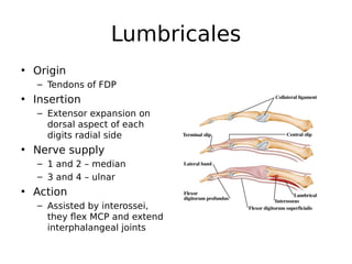 Lumbricales
• Origin
– Tendons of FDP
• Insertion
– Extensor expansion on
dorsal aspect of each
digits radial side
• Nerve supply
– 1 and 2 – median
– 3 and 4 – ulnar
• Action
– Assisted by interossei,
they flex MCP and extend
interphalangeal joints
 