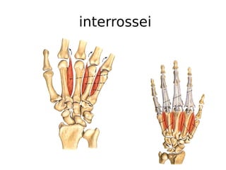interrossei
 