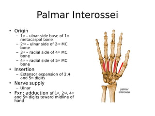 Palmar Interossei
• Origin
– 1st – ulnar side base of 1st
metacarpal bone
– 2nd – ulnar side of 2nd MC
bone
– 3rd – radial side of 4th MC
bone
– 4th – radial side of 5th MC
bone
• Insertion
– Extensor expansion of 2,4
and 5th digits
• Nerve supply
– Ulnar
• Fxn; adduction of 1st, 2nd, 4th
and 5th digits toward midline of
hand
 