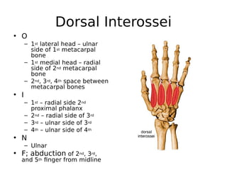 Dorsal Interossei
• O
– 1st lateral head – ulnar
side of 1st metacarpal
bone
– 1st medial head – radial
side of 2nd metacarpal
bone
– 2nd, 3rd, 4th space between
metacarpal bones
• I
– 1st – radial side 2nd
proximal phalanx
– 2nd – radial side of 3rd
– 3rd – ulnar side of 3rd
– 4th – ulnar side of 4th
• N
– Ulnar
• F; abduction of 2nd, 3rd,
and 5th finger from midline
 