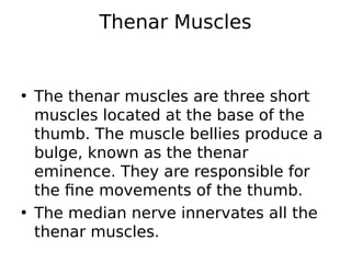 Thenar Muscles
• The thenar muscles are three short
muscles located at the base of the
thumb. The muscle bellies produce a
bulge, known as the thenar
eminence. They are responsible for
the fine movements of the thumb.
• The median nerve innervates all the
thenar muscles.
 