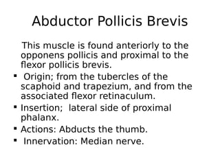 Abductor Pollicis Brevis
This muscle is found anteriorly to the
opponens pollicis and proximal to the
flexor pollicis brevis.
 Origin; from the tubercles of the
scaphoid and trapezium, and from the
associated flexor retinaculum.
 Insertion; lateral side of proximal
phalanx.
 Actions: Abducts the thumb.
 Innervation: Median nerve.
 