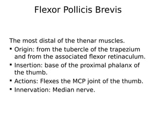 Flexor Pollicis Brevis
The most distal of the thenar muscles.
 Origin: from the tubercle of the trapezium
and from the associated flexor retinaculum.
 Insertion: base of the proximal phalanx of
the thumb.
 Actions: Flexes the MCP joint of the thumb.
 Innervation: Median nerve.
 