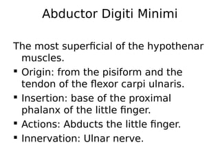 Abductor Digiti Minimi
The most superficial of the hypothenar
muscles.
 Origin: from the pisiform and the
tendon of the flexor carpi ulnaris.
 Insertion: base of the proximal
phalanx of the little finger.
 Actions: Abducts the little finger.
 Innervation: Ulnar nerve.
 