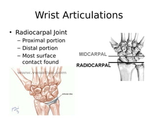 Wrist Articulations
• Radiocarpal Joint
– Proximal portion
– Distal portion
– Most surface
contact found
 