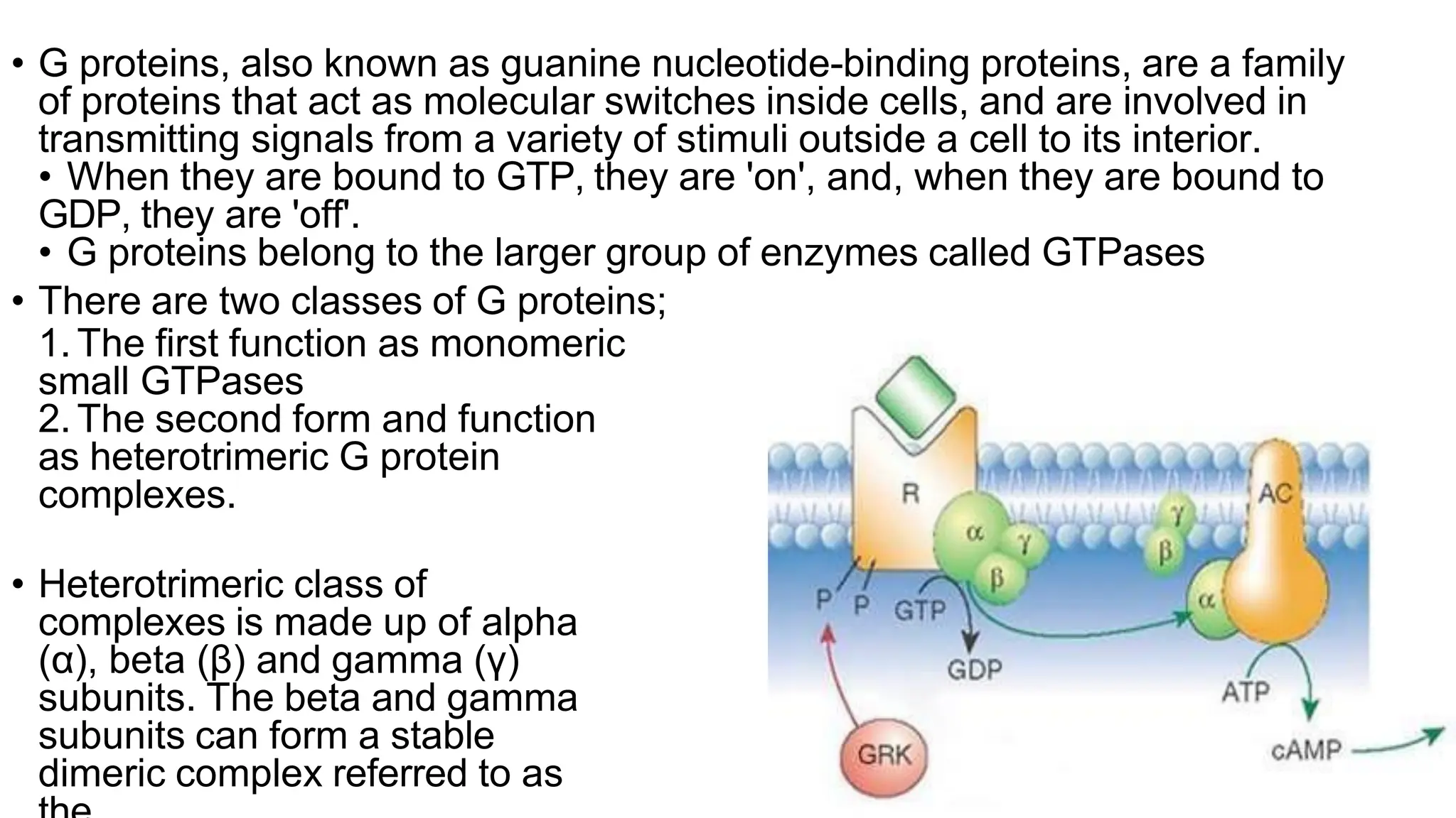 • G proteins, also known as guanine nucleotide-binding proteins, are a family
of proteins that act as molecular switches inside cells, and are involved in
transmitting signals from a variety of stimuli outside a cell to its interior.
• When they are bound to GTP, they are 'on', and, when they are bound to
GDP, they are 'off'.
• G proteins belong to the larger group of enzymes called GTPases
• There are two classes of G proteins;
1.The first function as monomeric
small GTPases
2.The second form and function
as heterotrimeric G protein
complexes.
• Heterotrimeric class of
complexes is made up of alpha
(α), beta (β) and gamma (γ)
subunits. The beta and gamma
subunits can form a stable
dimeric complex referred to as
 