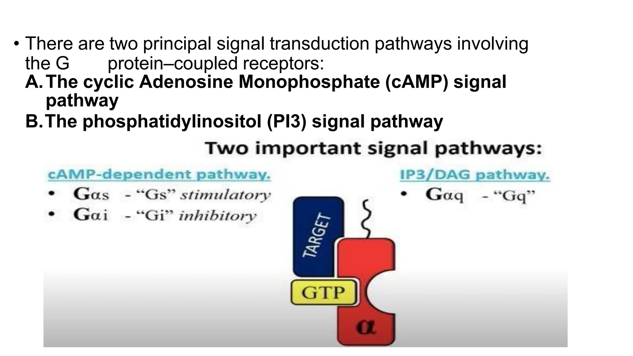 • There are two principal signal transduction pathways involving
the G protein–coupled receptors:
A.The cyclic Adenosine Monophosphate (cAMP) signal
pathway
B.The phosphatidylinositol (PI3) signal pathway
 