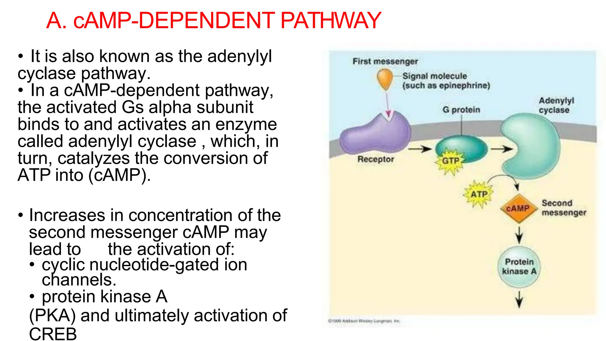 A. cAMP-DEPENDENT PATHWAY
• It is also known as the adenylyl
cyclase pathway.
• In a cAMP-dependent pathway,
the activated Gs alpha subunit
binds to and activates an enzyme
called adenylyl cyclase , which, in
turn, catalyzes the conversion of
ATP into (cAMP).
• Increases in concentration of the
second messenger cAMP may
lead to the activation of:
• cyclic nucleotide-gated ion
channels.
• protein kinase A
(PKA) and ultimately activation of
CREB
 