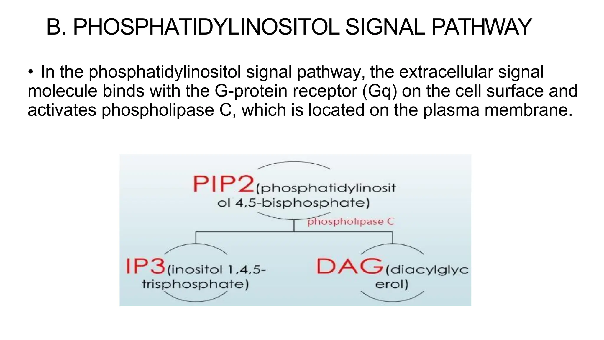 B. PHOSPHATIDYLINOSITOL SIGNAL PATHWAY
• In the phosphatidylinositol signal pathway, the extracellular signal
molecule binds with the G-protein receptor (Gq) on the cell surface and
activates phospholipase C, which is located on the plasma membrane.
 
