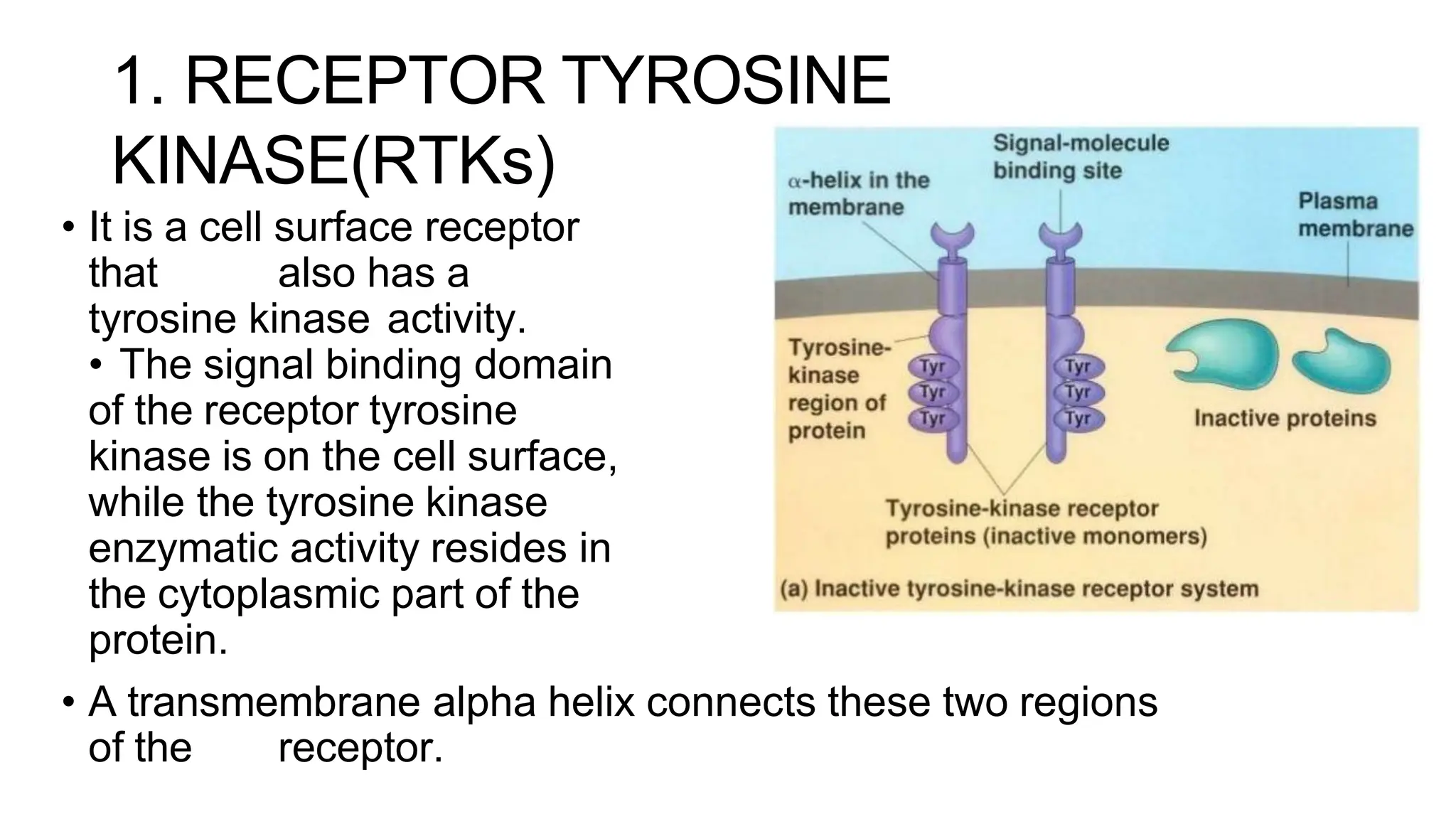 1. RECEPTOR TYROSINE
KINASE(RTKs)
• It is a cell surface receptor
that also has a
tyrosine kinase activity.
• The signal binding domain
of the receptor tyrosine
kinase is on the cell surface,
while the tyrosine kinase
enzymatic activity resides in
the cytoplasmic part of the
protein.
• A transmembrane alpha helix connects these two regions
of the receptor.
 