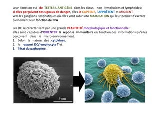 Leur fonction est de TESTER L'ANTIGÈNE dans les tissus, non lymphoïdes et lymphoïdes:
si elles perçoivent des signaux de danger, elles le CAPTENT, l'APPRÊTENT et MIGRENT
vers les ganglions lymphatiques où elles vont subir une MATURATION qui leur permet d'exercer
pleinement leur fonction de CPA
Les DC se caractérisent par une grande PLASTICITÉ morphologique et fonctionnelle :
elles sont capables d'ORIENTER la réponse immunitaire en fonction des informations qu'elles
perçoivent dans le micro-environnement.
1. Selon la nature des cytokines,
2. le rapport DC/lymphocyte T et
3. l'état du pathogène,
 