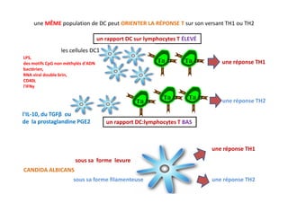 une réponse TH1
les cellules DC1
LPS,
des motifs CpG non méthylés d'ADN
bactérien,
RNA viral double brin,
CD40L
l'IFNγ
une réponse TH2
un rapport DC sur lymphocytes T ÉLEVÉ
une MÊME population de DC peut ORIENTER LA RÉPONSE T sur son versant TH1 ou TH2
Tab Tab
Tab Tab
Tab
l'IL-10, du TGFβ ou
de la prostaglandine PGE2
une réponse TH2
un rapport DC:lymphocytes T BAS
CANDIDA ALBICANS
sous sa forme levure
sous sa forme filamenteuse
Tab
une réponse TH1
une réponse TH2
 