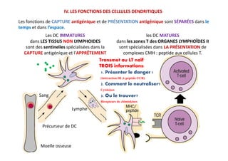 IV. LES FONCTIONS DES CELLULES DENDRITIQUES
Les fonctions de CAPTURE antigénique et de PRÉSENTATION antigénique sont SÉPARÉES dans le
temps et dans l’espace.
Les DC IMMATURES
dans LES TISSUS NON LYMPHOIDES
sont des sentinelles spécialisées dans la
CAPTURE antigénique et l'APPRÊTEMENT
les DC MATURES
dans les zones T des ORGANES LYMPHOÏDES II
sont spécialisées dans LA PRÉSENTATION de
complexes CMH : peptide aux cellules T.
Transmet au LT naïfTransmet au LT naïf
TROIS informations:TROIS informations:
1. Présenter le danger !
(intéraction HLA-peptide-TCR)
2. Comment le neutraliser?
Cytokines
3. Ou le trouver?
Récepteurs de chimiokines
Moelle osseuse
Sang
Précurseur de DC
Lymphe
1. Présenter le danger !
(intéraction HLA-peptide-TCR)
2. Comment le neutraliser?
Cytokines
3. Ou le trouver?
Récepteurs de chimiokines
 