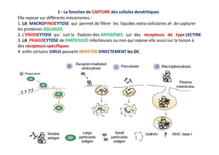 1 - La fonction de CAPTURE des cellules dendritiques
Elle repose sur différents mécanismes :
1. LA MACROPINOCYTOSE qui permet de filtrer les liquides extra-cellulaires et de capturer
les protéines SOLUBLES.
2. L'ENDOCYTOSE qui suit la fixation des ANTIGÈNES sur des récepteurs de type LECTINE
3. LA PHAGOCYTOSE de PARTICULES infectieuses ou non qui repose elle aussi sur la liaison à
des récepteurs spécifiques
4. enfin certains VIRUS peuvent INFECTER DIRECTEMENT les DC.
 