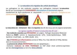 2 - La maturation et la migration des cellules dendritiques
Les pathogènes ou des molécules associées aux pathogènes induisent la maturation
des DC qui s’accompagne de CHANGEMENTS phénotypiques et fonctionnels majeurs
transformant de façon coordonnée et séquentielle une cellule capturant l’antigène en une
cellule présentant l’antigène.
La maturation est intimement liée à la migration des DC des tissus vers les organes lymphoïdes
Les signaux capables d’induire la maturation des DC sont :
- Des molécules associées aux PATHOGÈNES (en anglais: Pathogen Association Molecular
Pattern ou PAMP) comme le lipopolysaccharide (LPS), l’acide lipotéichoïque, l’ADN
bactérien (motif CpG), ou l’ARN double brin;
- Des CYTOKINES pro-inflammatoires comme le TNFα, l’IL1, l’IL6, GM-CSF et l’IFNα, libérées
dans le microenvironnement ;
- La présence de cellules NÉCROTIQUES mais non apoptotiques ;
- Certaines molécules de CHOC THERMIQUE ou HSP (Heat shock proteins) exprimées
par des microorganismes ou lors d’un stress cellulaire
La maturation est intimement liée à la migration des DC des tissus vers les organes lymphoïdes
 
