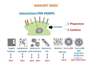 IMMUNIT INNEE
REPONSES
Interactions PRR-PAMPS
1. Phagocytose
2. Cytokines
mycoplasmes
Flagelline
Bacteries G+ Bacteries G- Bacteries Virus a ADN Virus a ARN
LPSAcide techoique
Flageles
lipopeptide AND CpG
ARN
Simple Brin
Double Brin
TLR 6 TLR 1TLR 2 TLR 4TLR 5 TLR 9 TLR 7 TLR 8 TLR 3
 