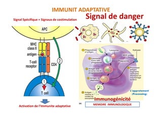 Signal Spécifique + Signaux de costimulation
Signal de danger
IMMUNIT ADAPTATIVE
Activation de l’Immunite adaptative
L’appretement
(Processing)
Immunogénicité
MEMOIRE IMMUNOLOGIQUE
 