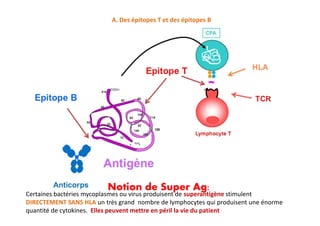 A. Des épitopes T et des épitopes B
Notion de Super Ag:
Certaines bactéries mycoplasmes ou virus produisent de superantigène stimulent
DIRECTEMENT SANS HLA un très grand nombre de lymphocytes qui produisent une énorme
quantité de cytokines. Elles peuvent mettre en péril la vie du patient
 